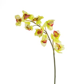 Plastkvist med Cymbidium-orkidé OKSANA, gulgrön, 80cm, Ø6,5cm
