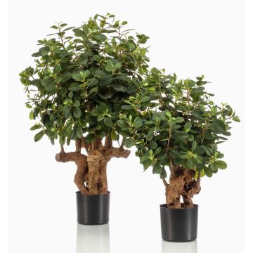 Konstgjord Ficus retusa CUMBIA, naturstam, grön, 70cm Konstgjord Ficus retusa CUMBIA, naturstam, grön, 70cm