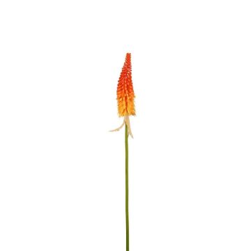 Dekorationsblomma fackellilja MAVORA, röd-orange, 80cm Dekorationsblomma fackellilja MAVORA, röd-orange, 80cm