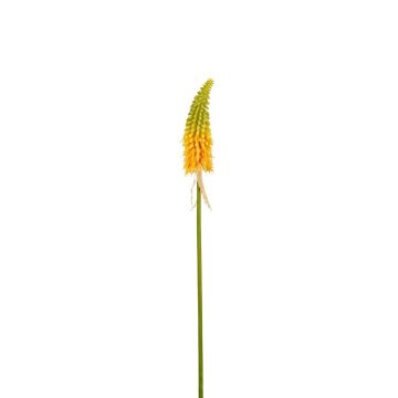 Dekorationsblomma fackellilja MAVORA, grön-gul, 80cm Dekorationsblomma fackellilja MAVORA, grön-gul, 80cm