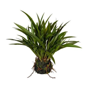 Dekorativt gräs, kinesiskt vass SIMVO, jordklump, rötter, grönt, 35cm Dekorativt gräs, kinesiskt vass SIMVO, jordklump, rötter, grönt, 35cm