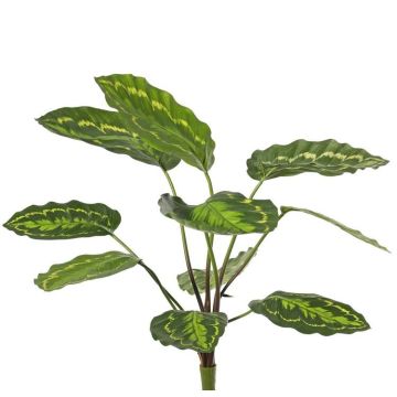 Konstväxt Calathea roseopicta WENFYN, på stödpinne, grön, 55cm