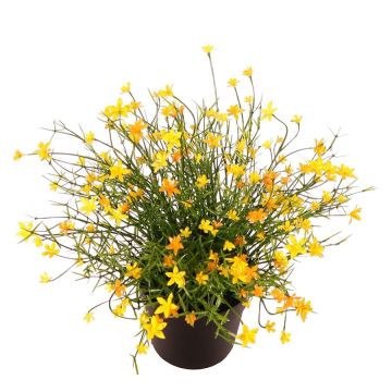 Dekorativ blomma, Impatiens GISINDA i dekorativ kruka, gul, 25cm Dekorativ blomma, Impatiens GISINDA i dekorativ kruka, gul, 25cm