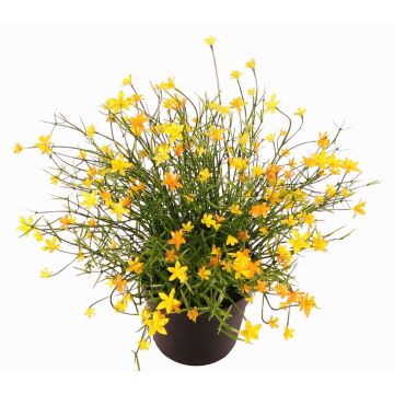 Dekorativ blomma, Impatiens GISINDA i dekorativ kruka, gul, 25cm