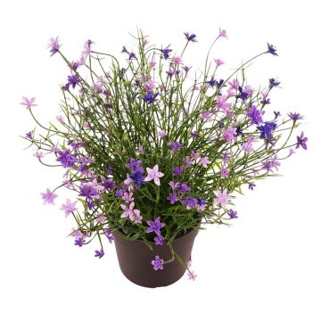 Dekorativ blomma, Impatiens GISINDA i dekorativ kruka, lila, 25cm Dekorativ blomma, Impatiens GISINDA i dekorativ kruka, lila, 25cm