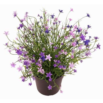 Dekorativ blomma, Impatiens GISINDA i dekorativ kruka, lila, 25cm