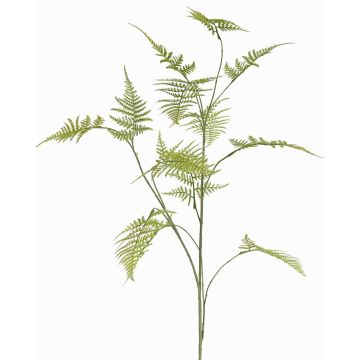 Dekorativ Asparagus plumosus-gren UHERA, grön, 140cm