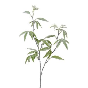 Dekorativ kvist fingeraralia DREVAL, frusen, vit-grön, 65cm Dekorativ kvist fingeraralia DREVAL, frusen, vit-grön, 65cm