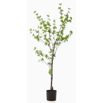 Konstgjord trädformad praktkapucinerkrasse TUFFY, konstgjord stam, grön, 150cm Konstgjord trädformad praktkapucinerkrasse TUFFY, konstgjord stam, grön, 150cm