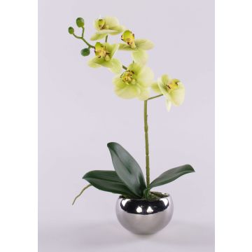 Dekorativ Phalaenopsis-orkidé ZARMINAH i keramikkruka, rötter, krämgrön, 30cm Dekorativ Phalaenopsis-orkidé ZARMINAH i keramikkruka, rötter, krämgrön, 30cm