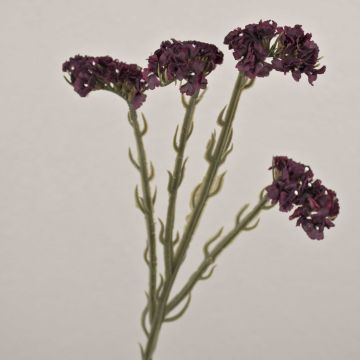 Konstblomma strandflieder AYISHA, torkad look, mörkvioletta, 65cm, 3,5x6cm Konstblomma strandflieder AYISHA, torkad look, mörkvioletta, 65cm, 3,5x6cm