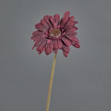 Konstgjord gerbera TUNGUSKA, torkad look, vinröd, 55cm, Ø11cm