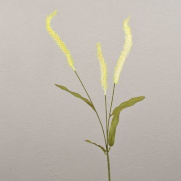 Dekorativ gräsgren Liriope JELIKANTA med ax, krämgrön, 60cm