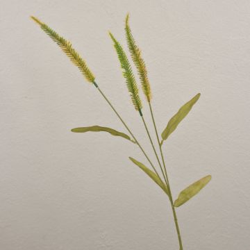 Dekorativ gräsgren Liriope JELIKANTA med blomspikar, grönbrun, 60cm