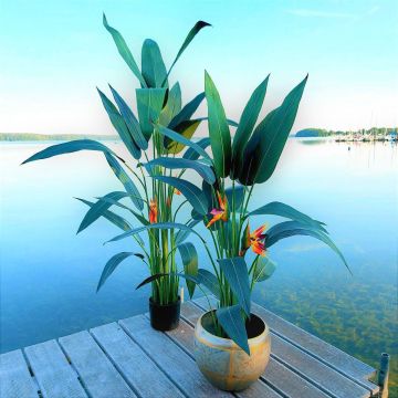 Konstgjord strelitzia HARLYN, orange-violett, 110cm Konstgjord strelitzia HARLYN, orange-violett, 110cm