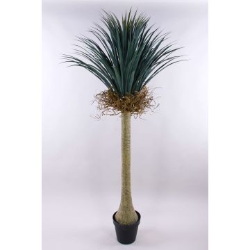 Konstgjord Yucca rostrata HARDIN, dekorativ kruka, 180cm
