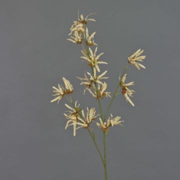 Konstgjord trollhasselgren ORAFA med blommor, beige, 80cm, Ø4-8cm
