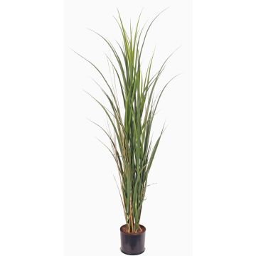 Konstgräs sockerrör SITHAMI, crossdoor, grönt, 115cm