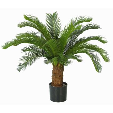 Dekorationspalm Cycas SLITAL, 80cm