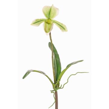 Konstgjord Paphiopedilum-orkidé VELANA, på pinne, grön-vit, 40cm Konstgjord Paphiopedilum-orkidé VELANA, på pinne, grön-vit, 40cm
