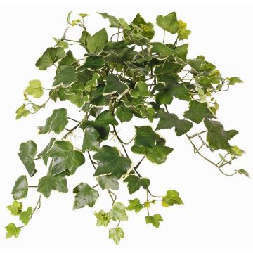Konstgjord murgröna, hängande, ARJANA, stickpinne, crossdoor, grön-vit, 50cm Konstgjord murgröna, hängande, ARJANA, stickpinne, crossdoor, grön-vit, 50cm
