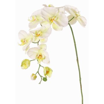 Dekorativ gren av Phalaenopsis-orkidé WESA, vit-grön, 90cm, Ø11-12,5cm Dekorativ gren av Phalaenopsis-orkidé WESA, vit-grön, 90cm, Ø11-12,5cm
