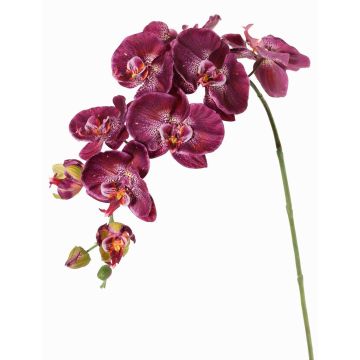 Dekorativ gren med Phalaenopsis-orkidé WESA, mörkviolett-vit, 90cm, Ø11-12,5cm