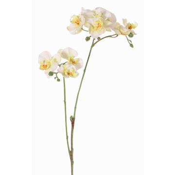Konstblomstergren Phalaenopsis-orkidé VILLANI, vit-grön, 60cm, Ø3,5-5cm Konstblomstergren Phalaenopsis-orkidé VILLANI, vit-grön, 60cm, Ø3,5-5cm