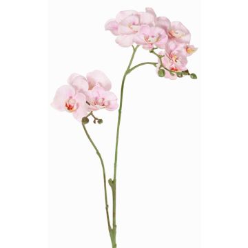 Konstgjord blomkvist, Phalaenopsis-orkidé VILLANI, rosa-vit, 60cm, Ø3,5-5cm Konstgjord blomkvist, Phalaenopsis-orkidé VILLANI, rosa-vit, 60cm, Ø3,5-5cm