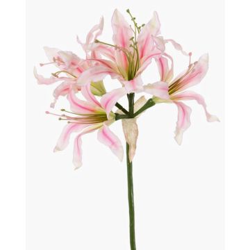 Konstgjord blomma trädgårdsamaryllis KUSTANA, rosa-krämfärgad-grön, 70cm, Ø10-16cm Konstgjord blomma trädgårdsamaryllis KUSTANA, rosa-krämfärgad-grön, 70cm, Ø10-16cm