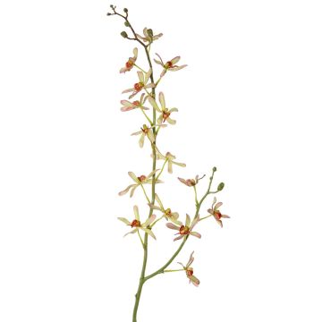 Konstgjord Cattleya-orkidégren TRASSA, ljusgrön-röd, 80cm, Ø4-8cm Konstgjord Cattleya-orkidégren TRASSA, ljusgrön-röd, 80cm, Ø4-8cm