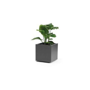 Fyrkantig blomkruka NASTASJA av återvunnen plast, med vattenbehållare, hjul, antracit, 39,5x39,5x38cm, 35L Fyrkantig blomkruka NASTASJA av återvunnen plast, med vattenbehållare, hjul, antracit, 39,5x39,5x38cm, 35L
