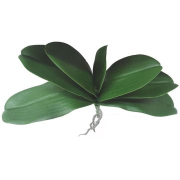 Konstgjorda Phalaenopsis-orkidéblad PRIMALA, luftrötter, 21x29cm Konstgjorda Phalaenopsis-orkidéblad PRIMALA, luftrötter, 21x29cm