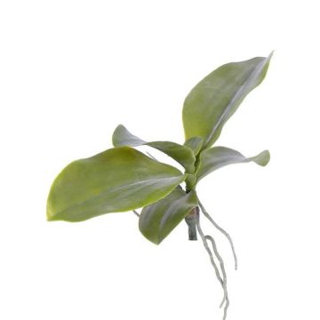 Konstgjorda blad, Phalaenopsis-orkidé PRIMUS, luftrötter, 19x34cm Konstgjorda blad, Phalaenopsis-orkidé PRIMUS, luftrötter, 19x34cm