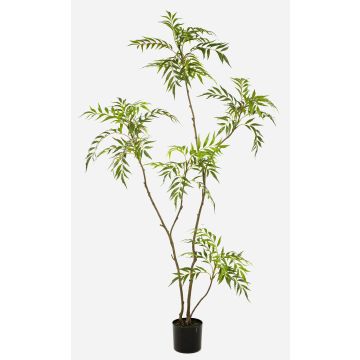 Konstgjort mahognyträd KLEANA, konstgjorda stammar, grönt, 180cm Konstgjort mahognyträd KLEANA, konstgjorda stammar, grönt, 180cm