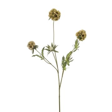 Dekorativ gren, stjärna, Scabiosa RANIK, grön, 70cm Dekorativ gren, stjärna, Scabiosa RANIK, grön, 70cm