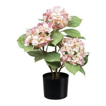 Konstgjord hortensia TRAVOLI, rosa-krämfärgad, 55cm Konstgjord hortensia TRAVOLI, rosa-krämfärgad, 55cm