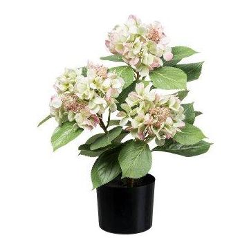 Konstgjord hortensia TRAVOLI, grön-rosa, 55cm Konstgjord hortensia TRAVOLI, grön-rosa, 55cm