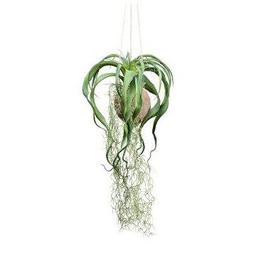 Konstgjord tillandsia-hängkruka GRISPU i kokosnöt, grön, 65cm Konstgjord tillandsia-hängkruka GRISPU i kokosnöt, grön, 65cm