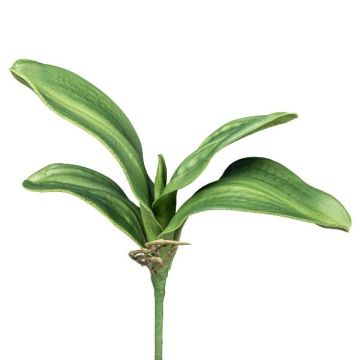 Konstblad Phalaenopsis-orkidé CRILMER, stödpinne, luftrötter, 30cm Konstblad Phalaenopsis-orkidé CRILMER, stödpinne, luftrötter, 30cm