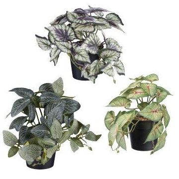 Hängande konstväxter, mix TRIHEN, färgglad nässla, fittonia, caladium, 3 stycken, dekorativ kruka, grön-mångfärgad, 20cm, Ø23cm Hängande konstväxter, mix TRIHEN, färgglad nässla, fittonia, caladium, 3 stycken, dekorativ kruka, grön-mångfärgad, 20cm, Ø23cm