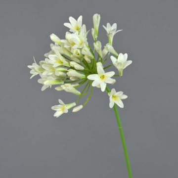 Dekorativ konstblomma Agapanthus PHILINA, krämfärgad, 75cm, Ø14cm Dekorativ konstblomma Agapanthus PHILINA, krämfärgad, 75cm, Ø14cm