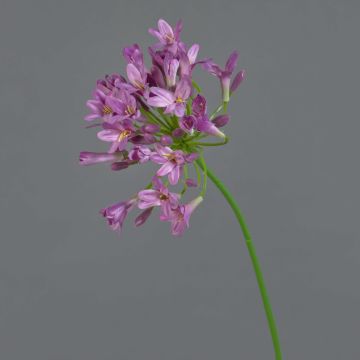 Dekorativ konstblomma Agapanthus PHILINA, violett, 75cm, Ø14cm Dekorativ konstblomma Agapanthus PHILINA, violett, 75cm, Ø14cm