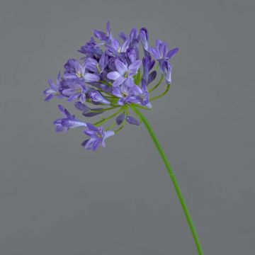 Dekorativ konstblomma Agapanthus PHILINA, lila, 75cm, Ø14cm Dekorativ konstblomma Agapanthus PHILINA, lila, 75cm, Ø14cm