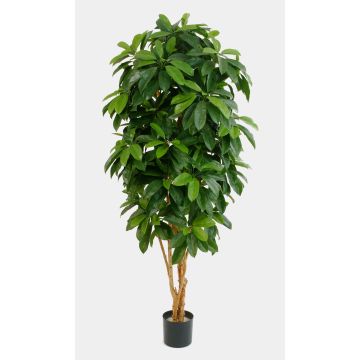 Konstgjord Schefflera MADDISON, naturstammar, svårantändlig, grön, 140cm Konstgjord Schefflera MADDISON, naturstammar, svårantändlig, grön, 140cm