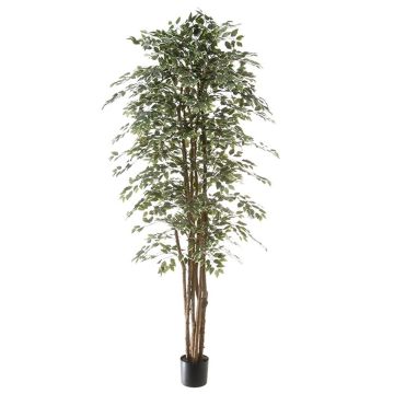 Konstväxt Ficus Benjamini ALEJA, äkta stam, grön-vit, 210cm