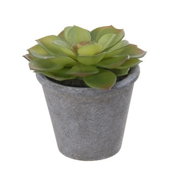Dekorationsväxt Echeveria morani BENCY, kruka, grön-röd, 10cm Dekorationsväxt Echeveria morani BENCY, kruka, grön-röd, 10cm