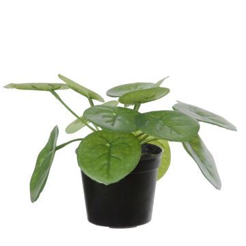 Konstgjord växt Pilea peperomioides BIRCAN, grön, 15cm Konstgjord växt Pilea peperomioides BIRCAN, grön, 15cm