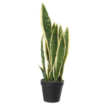 Dekorativ växt bågpalme CASTIEL, kruka, grön-gul, 50cm Dekorativ växt bågpalme CASTIEL, kruka, grön-gul, 50cm