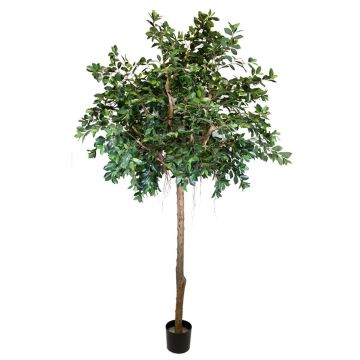 Dekorativ växt Ficus Benjamini ARSTAN, äkta stam, med lianer, grön, 300cm Dekorativ växt Ficus Benjamini ARSTAN, äkta stam, med lianer, grön, 300cm